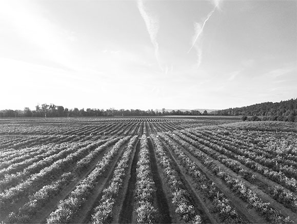 agribusiness 2