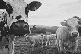 agribusiness 3